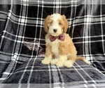 Small Cavapoo (Miniature)