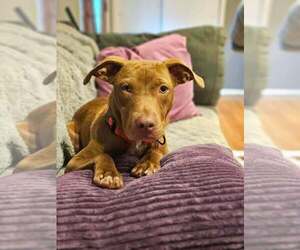 Dusty - Male Mutt Dog for Adoption - Photo #8