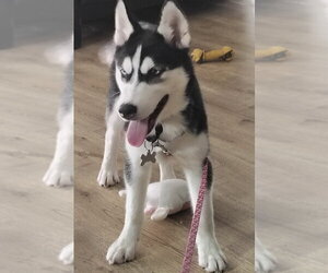 Siberian Husky Dogs for adoption in Fort Pierce, FL, USA