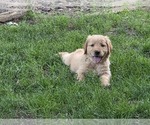 Small Golden Retriever