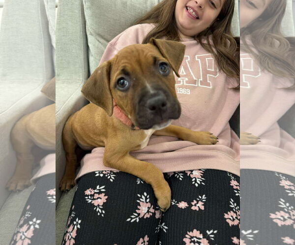 Medium Photo #2 Boxer-Unknown Mix Puppy For Sale in Holly Springs, NC, USA