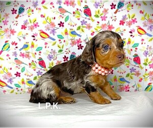 Dachshund Puppy for sale in WINNSBORO, LA, USA