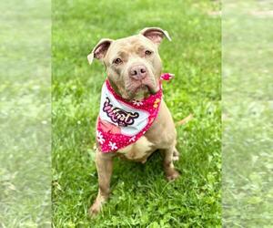 American Pit Bull Terrier Dogs for adoption in Spring Lake, NJ, USA