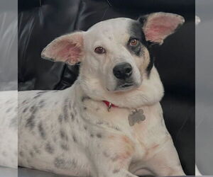 Nora - Female Mutt Dog for Adoption - Photo #5