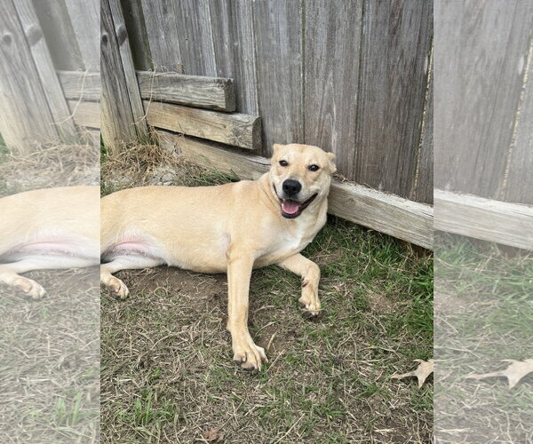 Medium Photo #4 Mutt Puppy For Sale in Jackson, MS, USA
