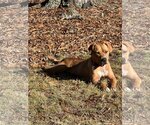 Small Photo #2 Rhodesian Ridgeback-Unknown Mix Puppy For Sale in Holly Springs, NC, USA