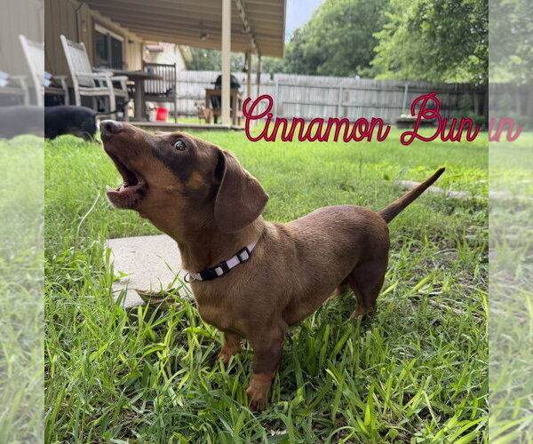 Medium Photo #14 Dachshund Puppy For Sale in San Antonio, TX, USA