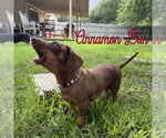 Small Photo #14 Dachshund Puppy For Sale in San Antonio, TX, USA