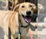 Small Photo #19 Labrador Retriever-Saluki Mix Puppy For Sale in Washington, DC, USA