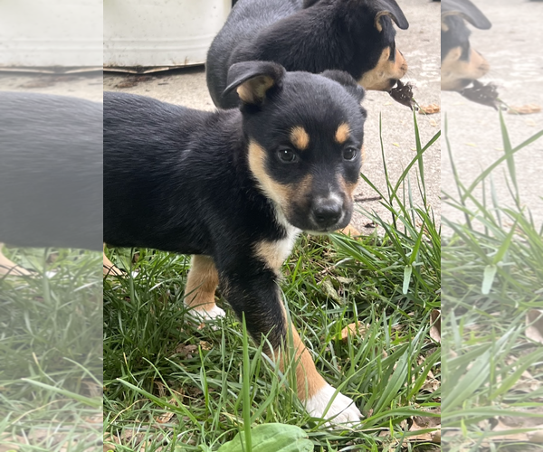 Medium Photo #3 Mutt Puppy For Sale in Rockville, MD, USA