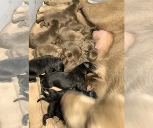 Labrador Retriever Puppy for sale in DEL ROSA, CA, USA
