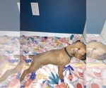 Puppy Black Boxer