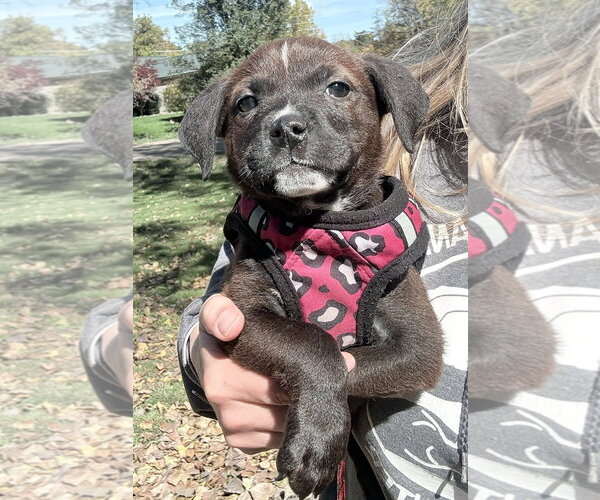 Medium Photo #1 Mutt Puppy For Sale in Clarkston, MI, USA