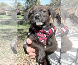 Mutt Dogs for adoption in Clarkston, MI, USA