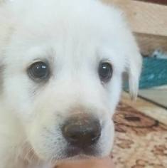 Great Pyrenees-Lab-Pointer Mix Puppy for sale in RENO, NV, USA