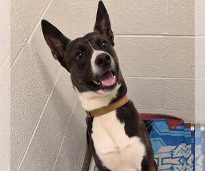 Akita Dogs for adoption in Canfield, OH, USA