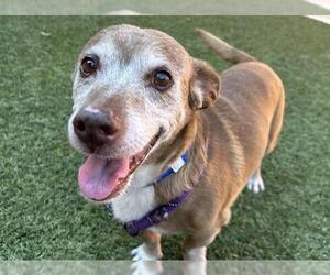 Dachshund-Unknown Mix Dogs for adoption in Las Vegas, NV, USA