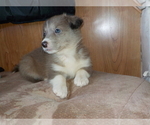 Small Photo #52 Australian Shepherd-Pembroke Welsh Corgi Mix Puppy For Sale in GALLEGOS, NM, USA