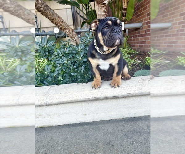 Medium Photo #14 English Bulldog Puppy For Sale in FORT LAUDERDALE, FL, USA