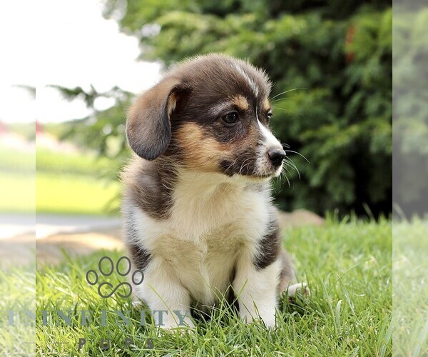 Medium Photo #3 Pembroke Welsh Corgi Puppy For Sale in ATGLEN, PA, USA