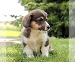 Small #2 Pembroke Welsh Corgi