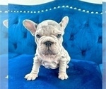 Small Photo #6 French Bulldog Puppy For Sale in MEMPHIS, TN, USA
