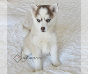 Pomsky Puppy for sale in KANSAS CITY, MO, USA