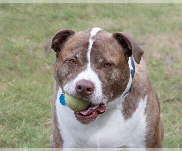 Medium Photo #33 Mutt Puppy For Sale in Woodbury, NY, USA