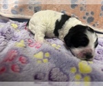 Small Photo #5 Cocker Spaniel Puppy For Sale in MARTIN, GA, USA