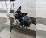 Small #1 French Bulldog Mix