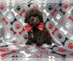 Benson - Male ShihPoo Puppy for Sale - Photo #4
