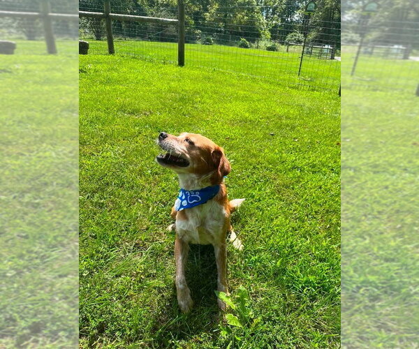 Medium Photo #4 Beagle-Unknown Mix Puppy For Sale in Osgood, IN, USA