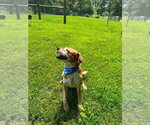 Small #3 Beagle Mix