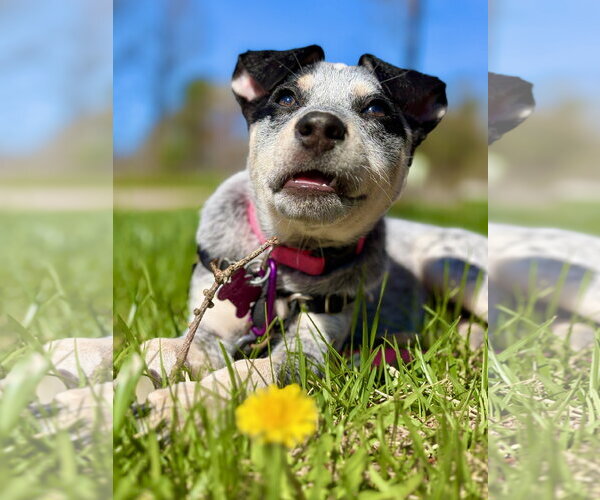 Medium Photo #8 Mutt Puppy For Sale in West Cornwall, CT, USA
