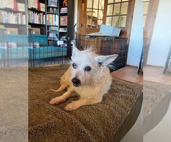 Medium Photo #3 Mutt Puppy For Sale in  Ramona, CA, USA