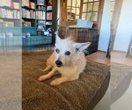 Small #2 Mutt