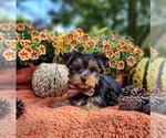 Small #5 Yorkshire Terrier