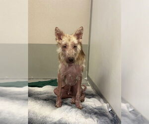 Gerberian Shepsky Dogs for adoption in Sugar Land, TX, USA