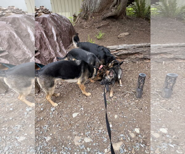 Medium Photo #4 German Shepherd Dog Puppy For Sale in Seattle, WA, USA