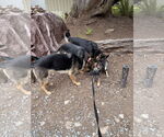 Small #3 German Shepherd Dog