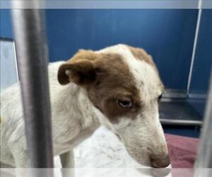 Australian Shepherd-Unknown Mix Dogs for adoption in Conroe, TX, USA