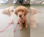 Small Photo #2 Golden Retriever Puppy For Sale in PHILIP, SD, USA