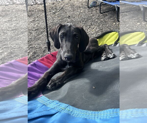 Medium Photo #3 Greyhound-Saluki Mix Puppy For Sale in Laramie, WY, USA