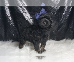 Small Photo #28 Poodle (Toy) Puppy For Sale in WARSAW, IN, USA