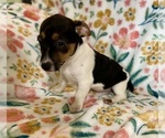 Small #22 Jack Russell Terrier