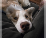 Small #7 Australian Retriever