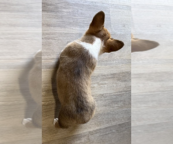 Medium Photo #4 Pembroke Welsh Corgi Puppy For Sale in MANSFIELD, MO, USA