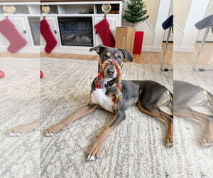 Doberman Pinscher-Unknown Mix Dogs for adoption in Rockaway, NJ, USA