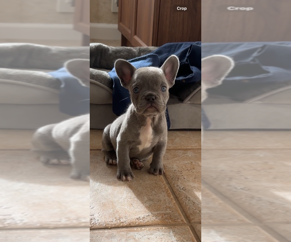 Medium Photo #2 French Bulldog Puppy For Sale in BROOKLYN, NY, USA