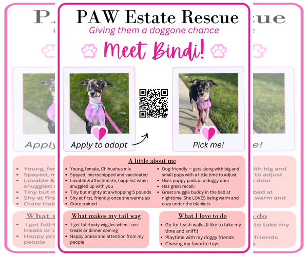 Medium Photo #4 Chihuahua-Unknown Mix Puppy For Sale in Visalia, CA, USA